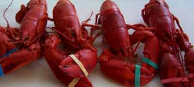 lobsters.jpg